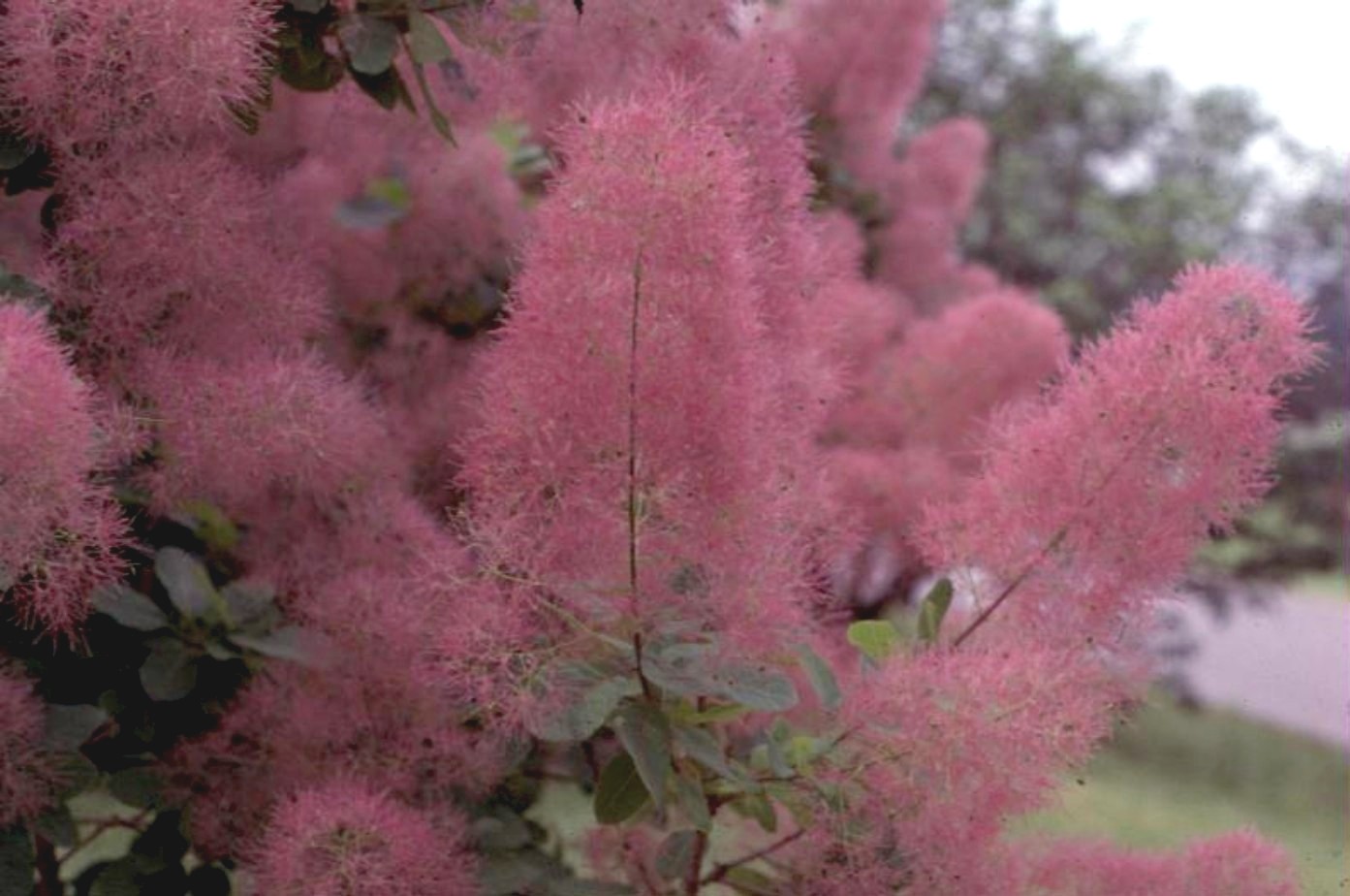 Cotinus species  / Purple Smoke Tree
