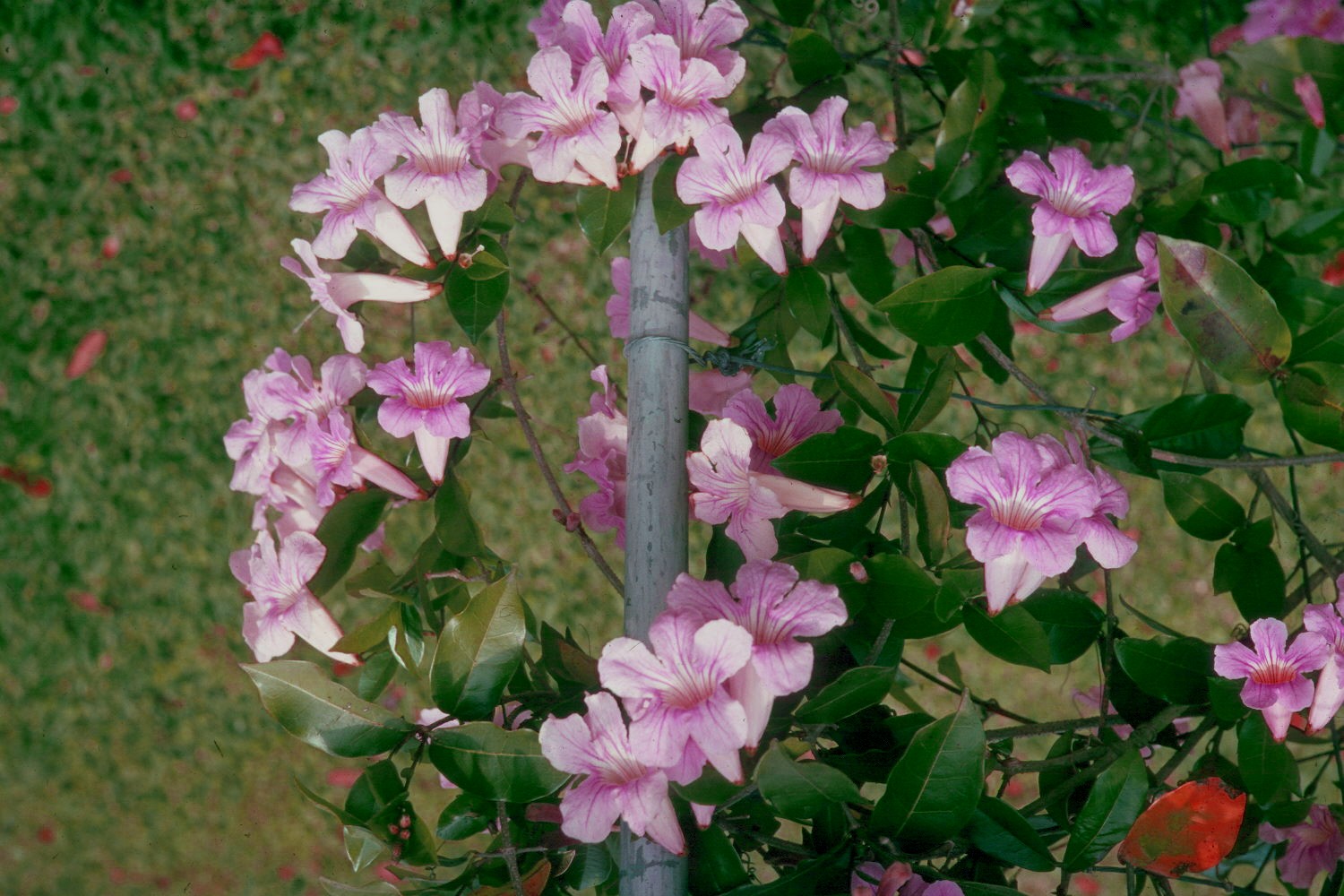 Clytostoma callistegioides / Argentine Trumpet Vine