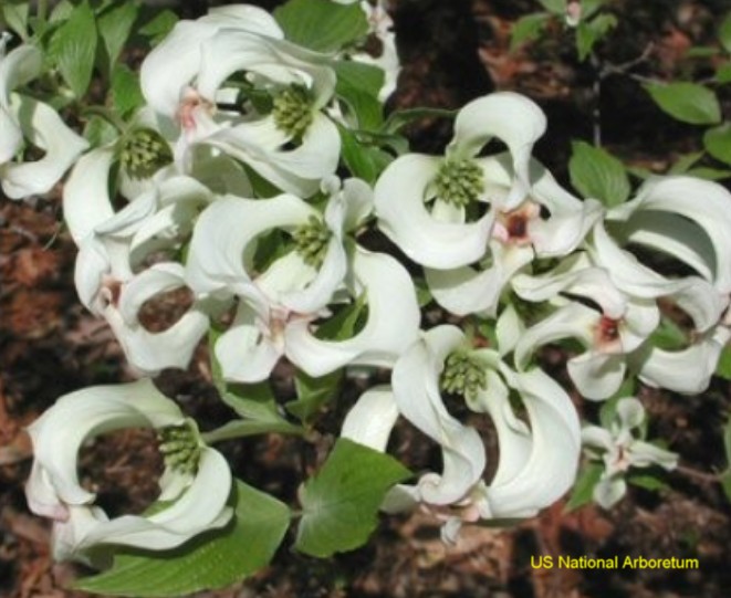 Cornus florida subspecies urbiniana  / Magic Dogwood