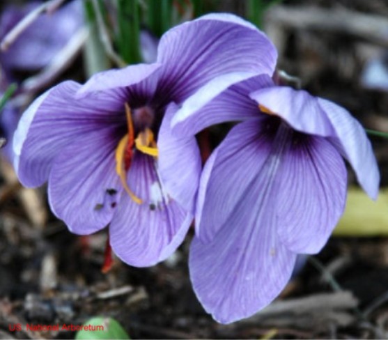 Crocus sativus / Saffron Crocus