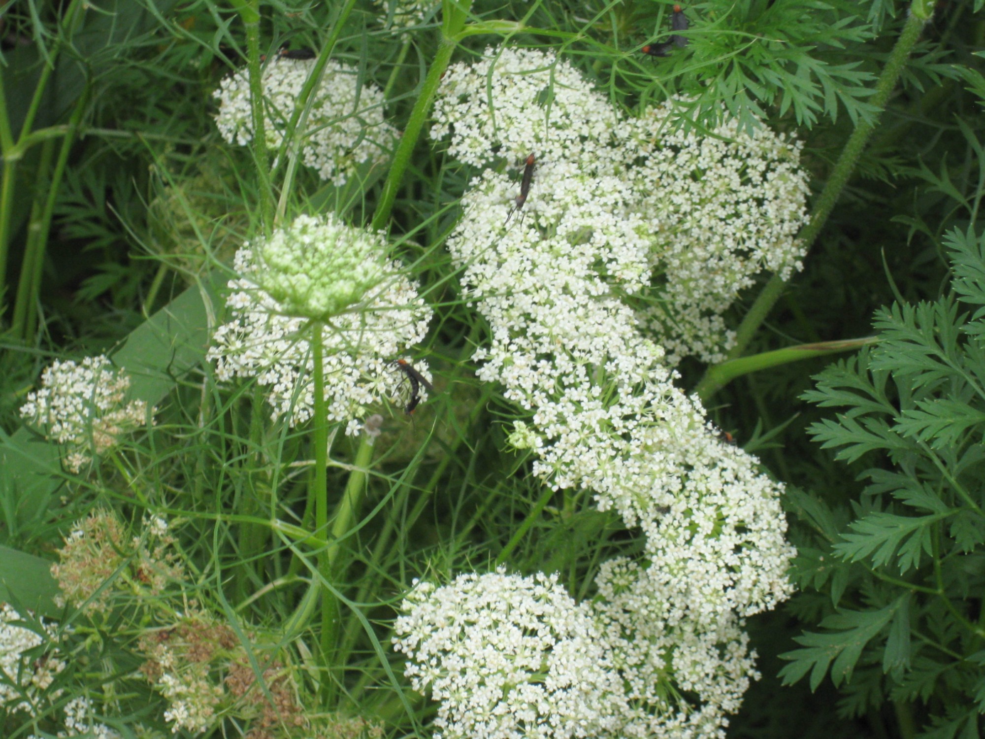 Daucus carota / Queen Ann's Lace