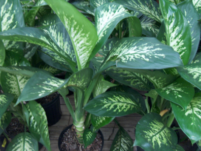 Dieffenbachia amoena Tropic Series / Tropic Snow Dumbcane