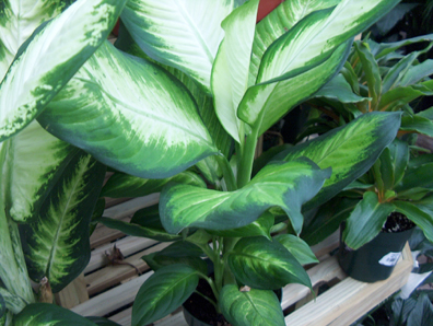 Dieffenbachia 'Camilla' / Dieffenbachia 'Camilla'