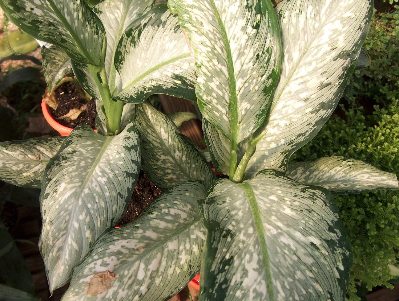 Dieffenbachia maculata  'Tropical Tiki' / Dieffenbachia maculata  'Tropical Tiki'