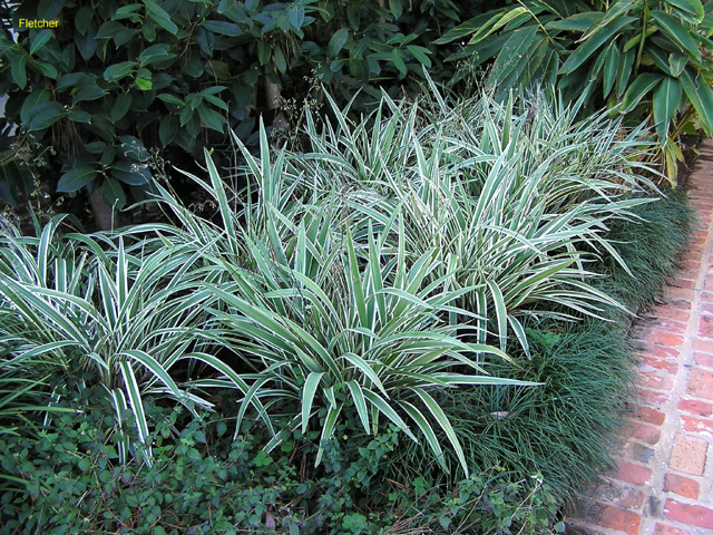 Dionella tasmanica 'Variegata / Variegated Flax Lily