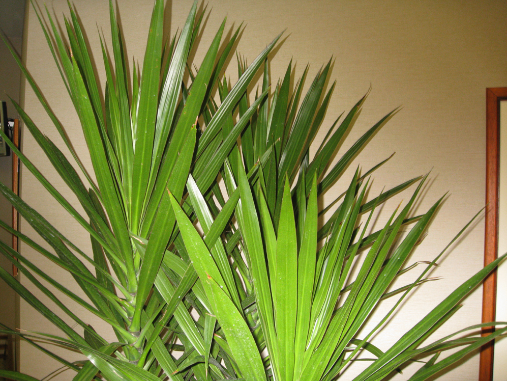 Dracaena 'Tarzan' / Dracaena 'Tarzan'