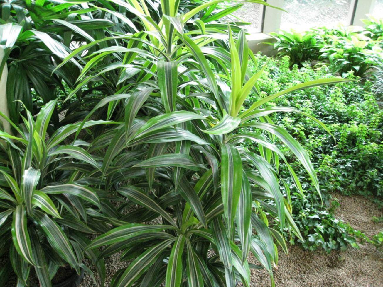 Dracaena reflexa 'Song of Jamaica' / Song of Jamaica Malaysian Dracaena