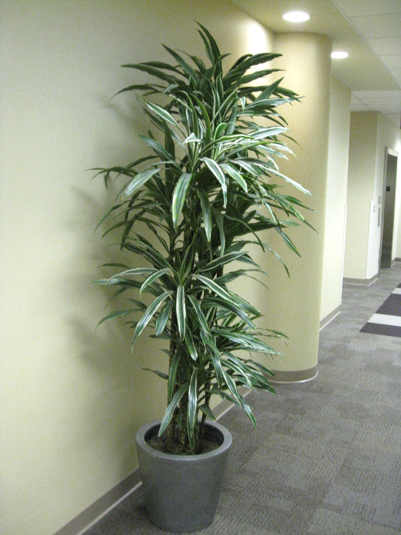 Dracaena deremensis 'Warneckii' / Dracaena deremensis 'Warneckii'