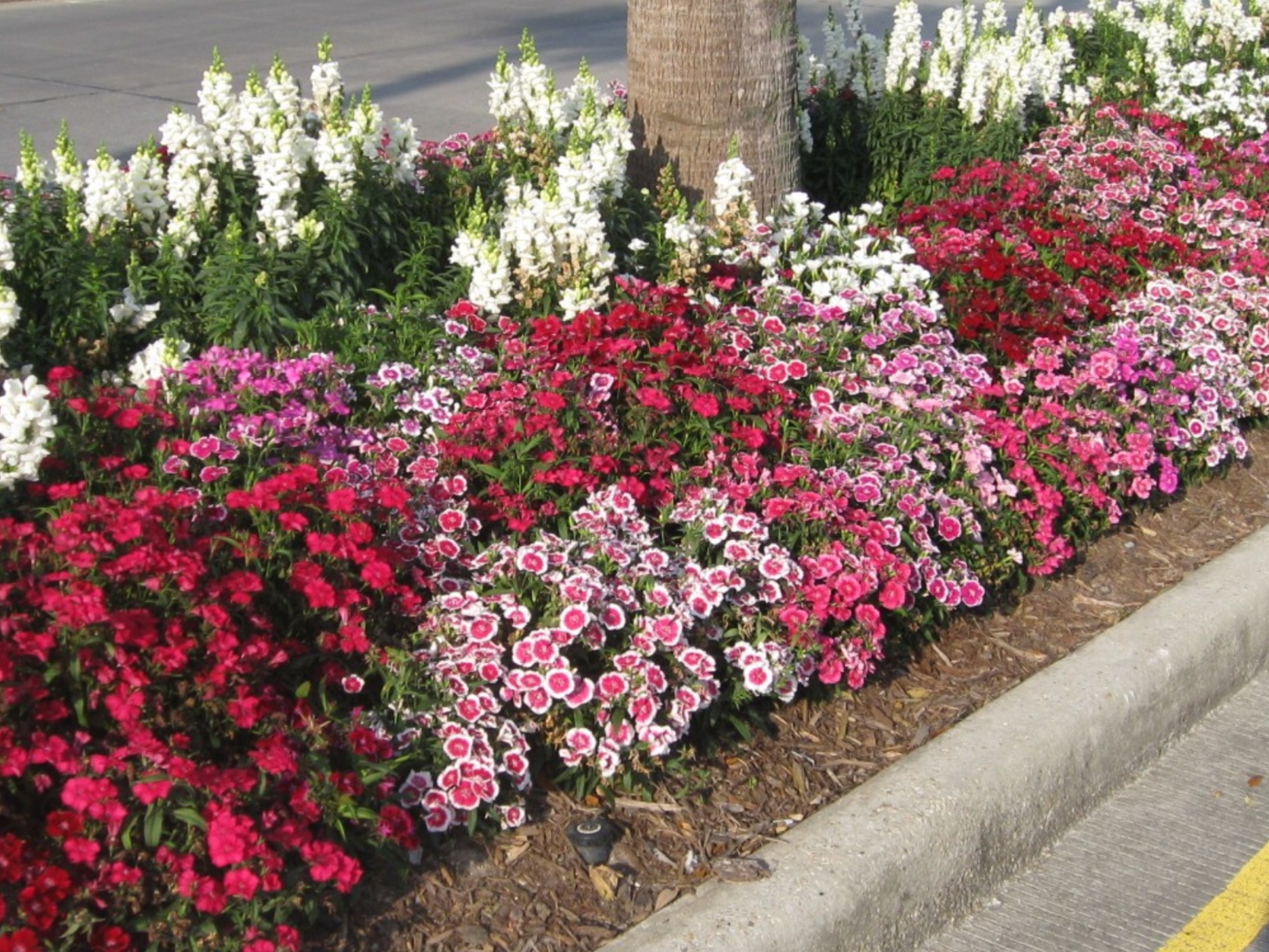 Dianthus chinensis 'Telstar Mix' / Telstar Dianthus