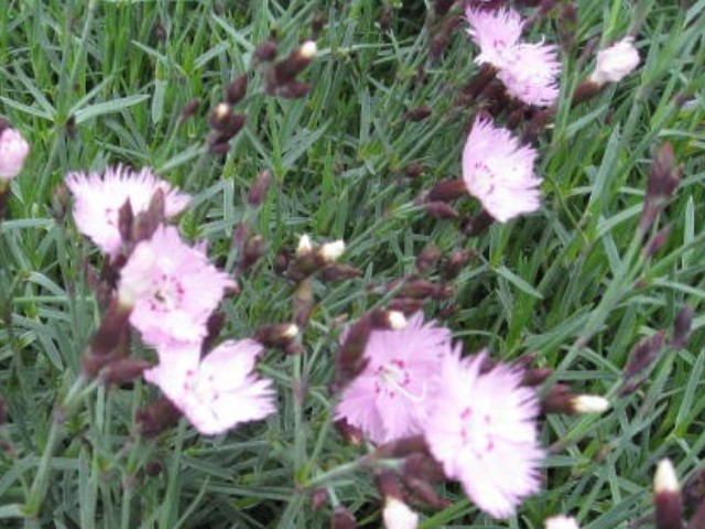 Dianthus gratianopolitanus 'Bath's Pink'  / Dianthus gratianopolitanus 'Bath's Pink' 