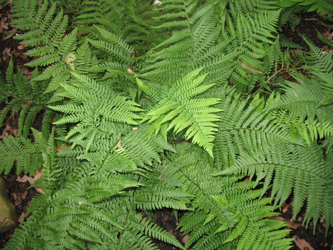 Dryopteris affinis / Golden-scaled Male Fern