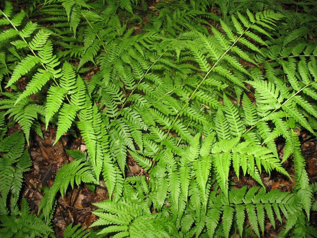 Dryopteris celsa / Log Fern