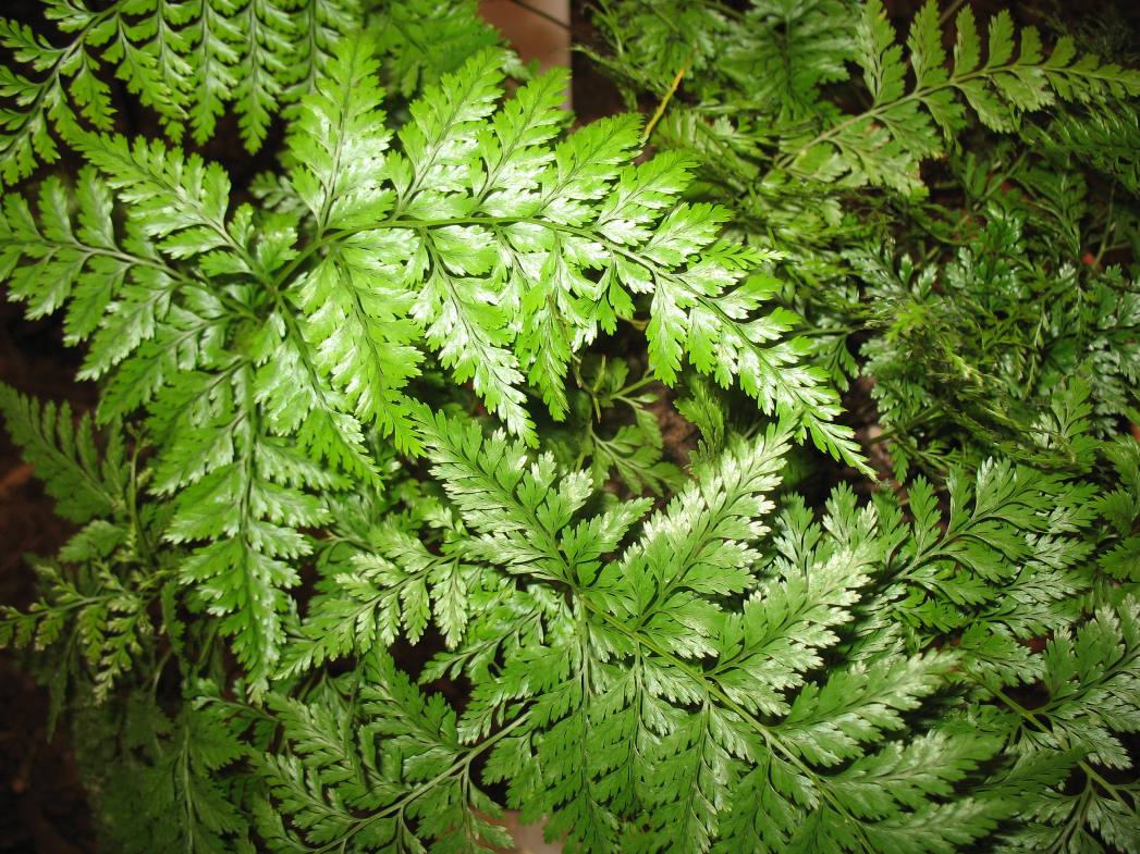 Davallia canariensis      / Canary Island Hare's Fern