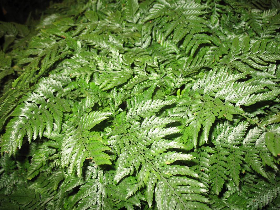 Davallia fejeensis    / Rabbit Foot Fern