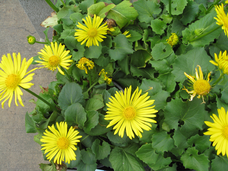 Doronicum orientale / Leopard's Bane