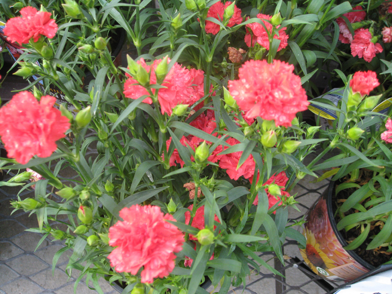 Dianthus caryophyllus 'Garden Spice'   / Dianthus caryophyllus 'Garden Spice'  