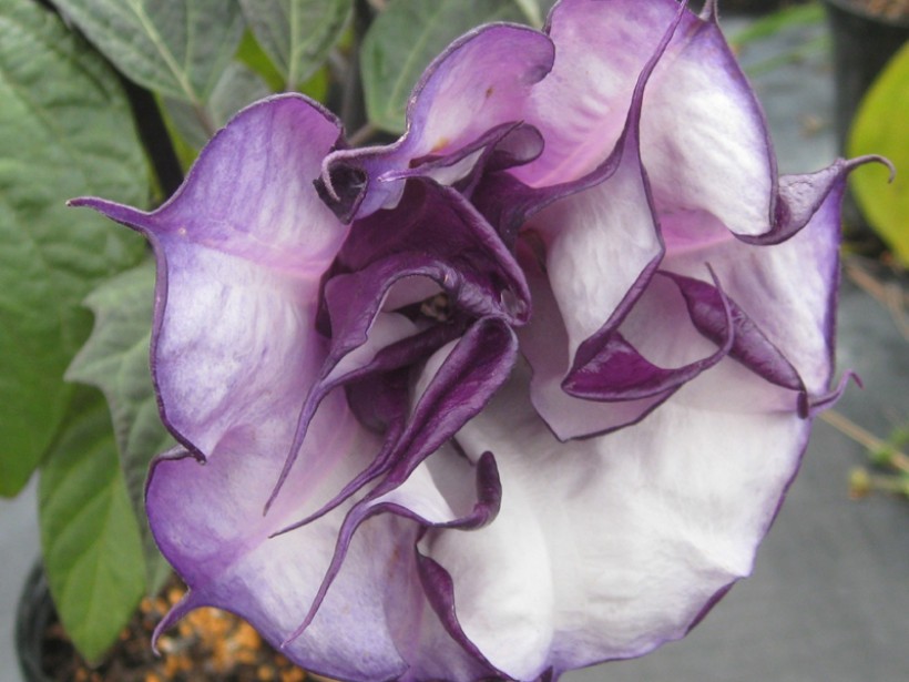 Datura metel  / Angel's Trumpets