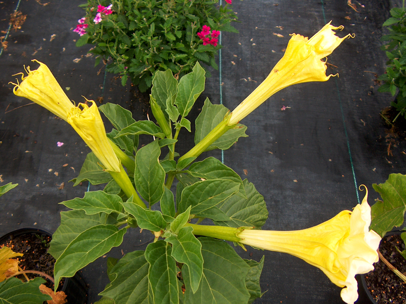 Datura fastuosa 'Double Golden' / Datura fastuosa 'Double Golden'