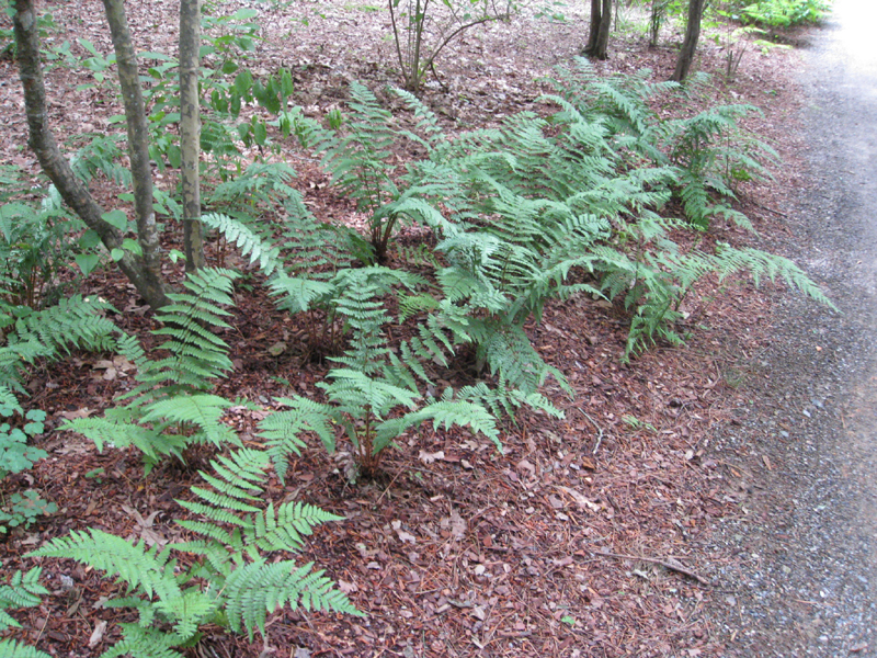 Dryopteris remota / Scaly Buckler Fern