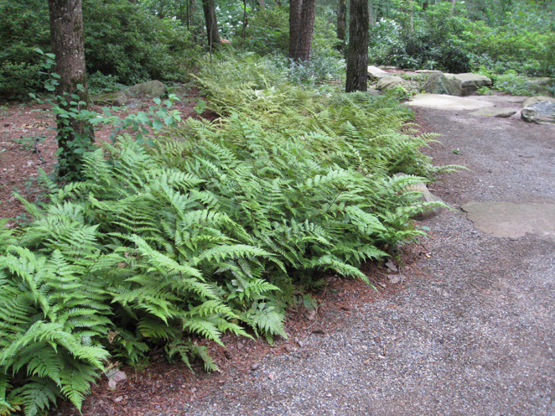 Dryopteris erythrosora 'Brilliance' / Dryopteris erythrosora 'Brilliance'