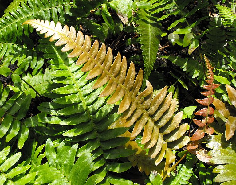 Dryopteris erythrosora   / Autumn Fern