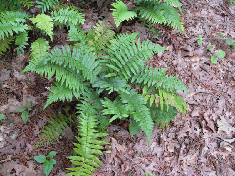 Dryopteris cycadina / Dryopteris cycadina