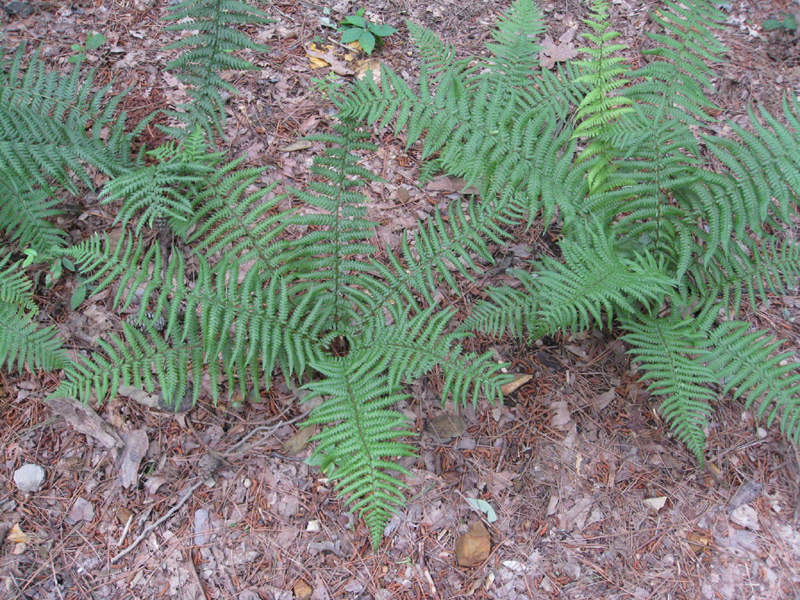 Dryopteris complexa / Buckler Fern