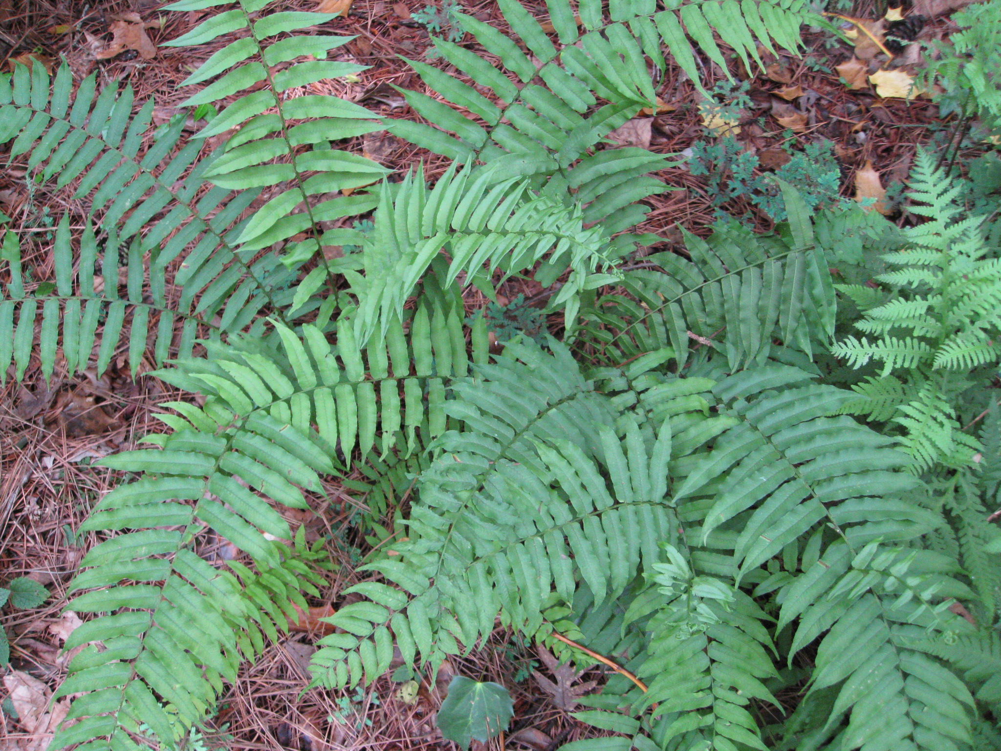 Diplazium pycnocarpon / Glade Fern