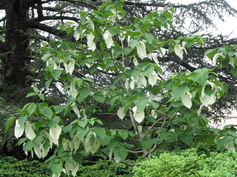 Davidia involucrata / Dove Tree or Handkerchief Tree