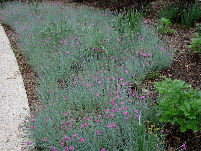 Dianthus 'Pixie'  / Dianthus 'Pixie' 