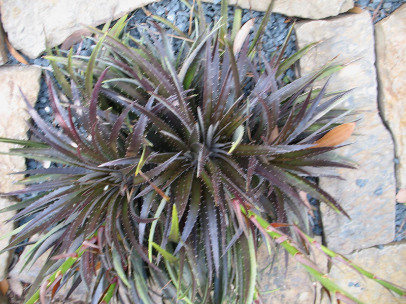 Dyckia 'Big Black'  / Dyckia 'Big Black' 