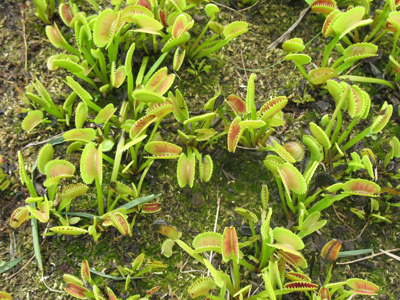 Dionaea muscipula  / Venus Fly Trap