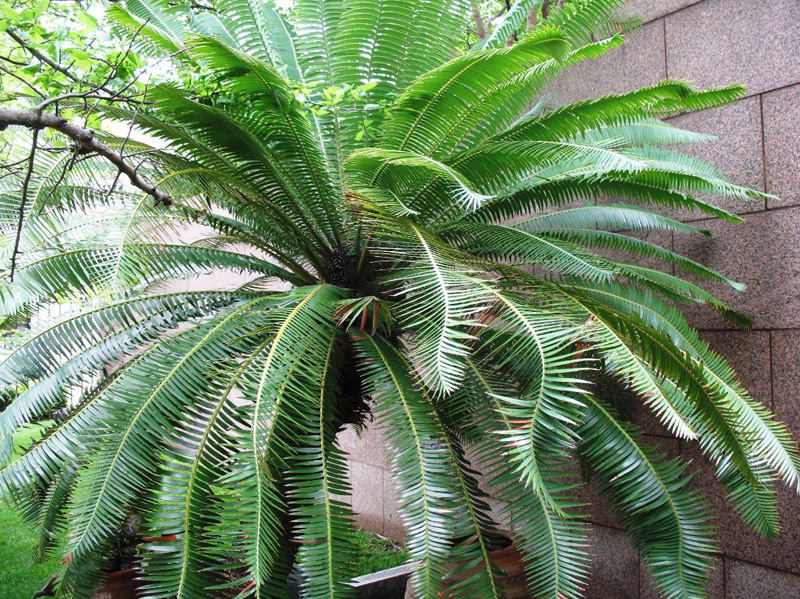 Dioon spinulosum / Giant Dioon, Gum Palm