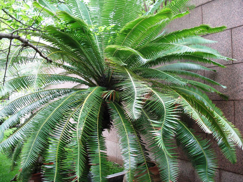 Dioon spinulosum / Dioon spinulosum