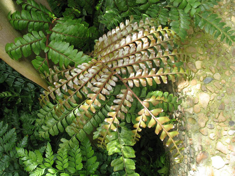 Didymochlaena truncatula / Mahogany Fern