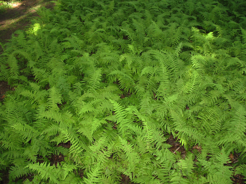 Dennstaedtia punctilobula  / Hay-scented Fern