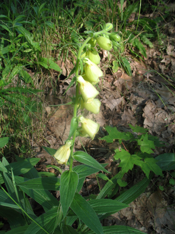 Digitalis obscura / Willow Leaf Foxglove, Sunset Foxglove