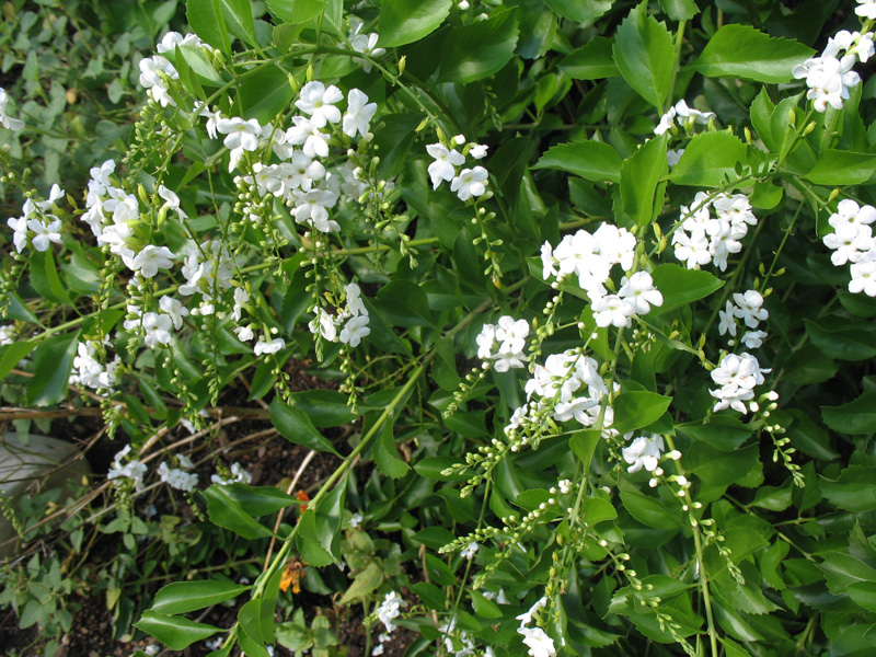 Duranta erecta 'Alba'   / Brazilian Sky