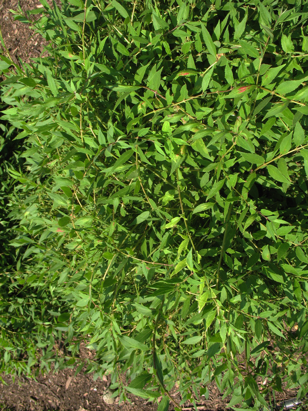 Deutzia crenata var. nakaiana  / Dwarf Deutzia