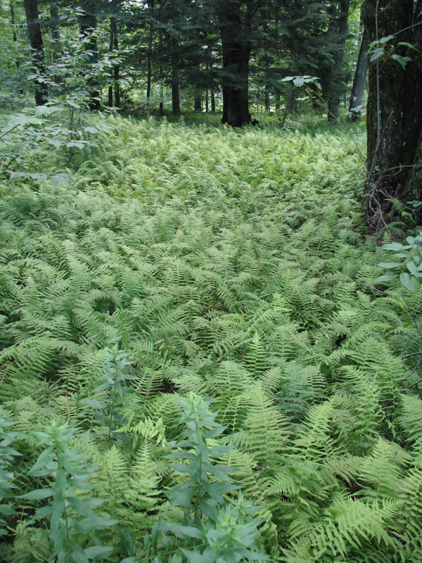 Dennstaedtia punctilobula   / Hay-scented Fern