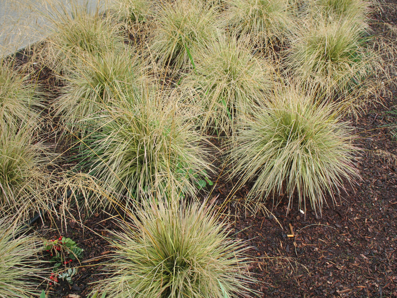 Deschampsia cespitosa  'Northern Lights'   / Northern Lights Hair Grass