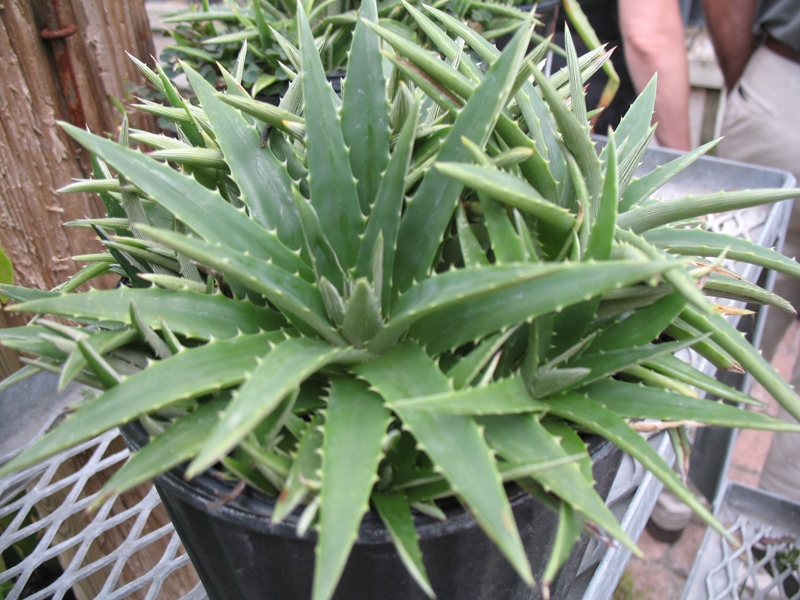 Dyckia brevifolia / Dyckia brevifolia