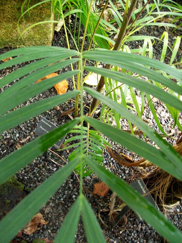 Dypsis psammophila / White Sand Palm