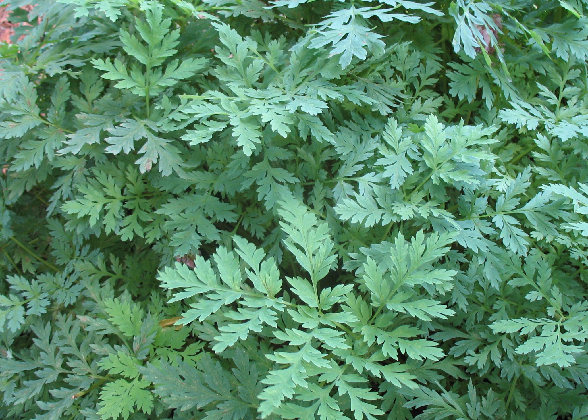 Dicentra formosa / Pacific Bleeding Heart, Western Bleeding Heart, Fernleaf Bleeding Heart