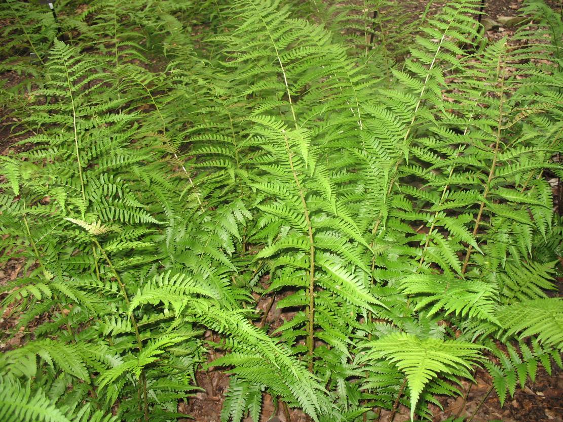 Online Plant Guide Dryopteris X Australis Dixie Wood Fern Wood Fern