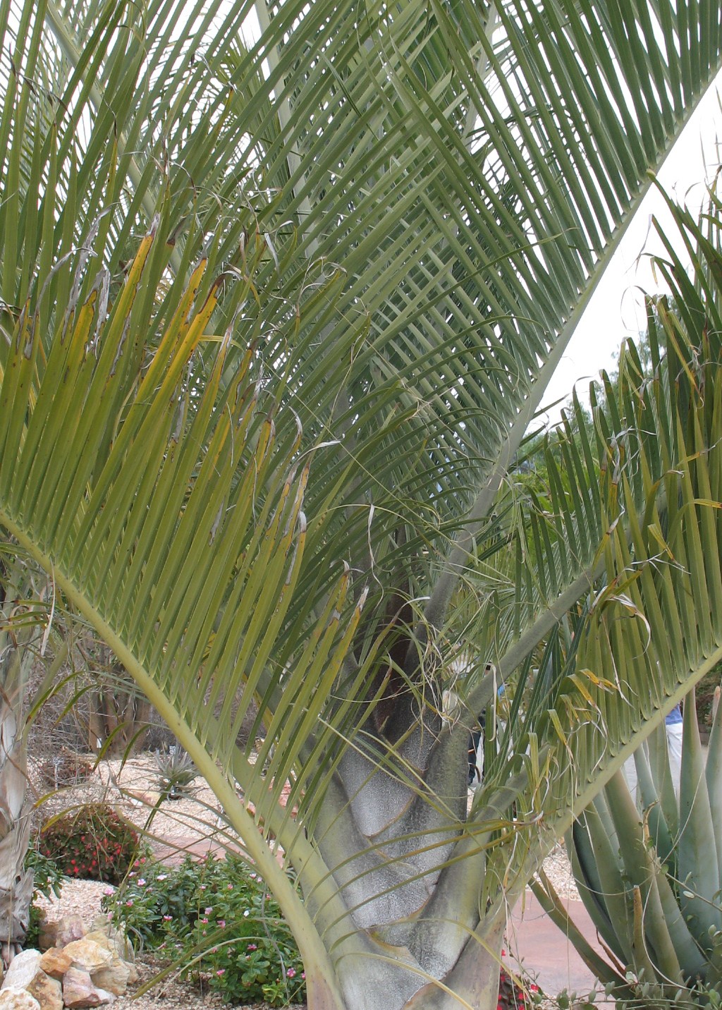 Dypsis decaryi  / Triangle Palm