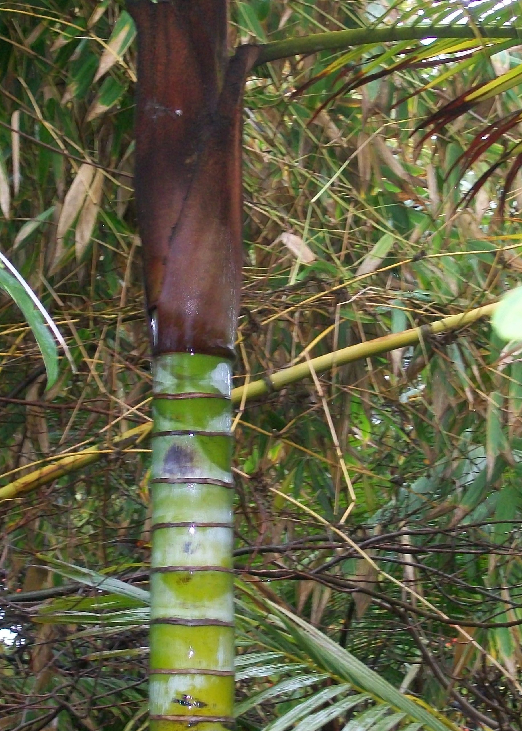 Dypsis leptocheilos / Teddy Bear Palm, Redneck Palm