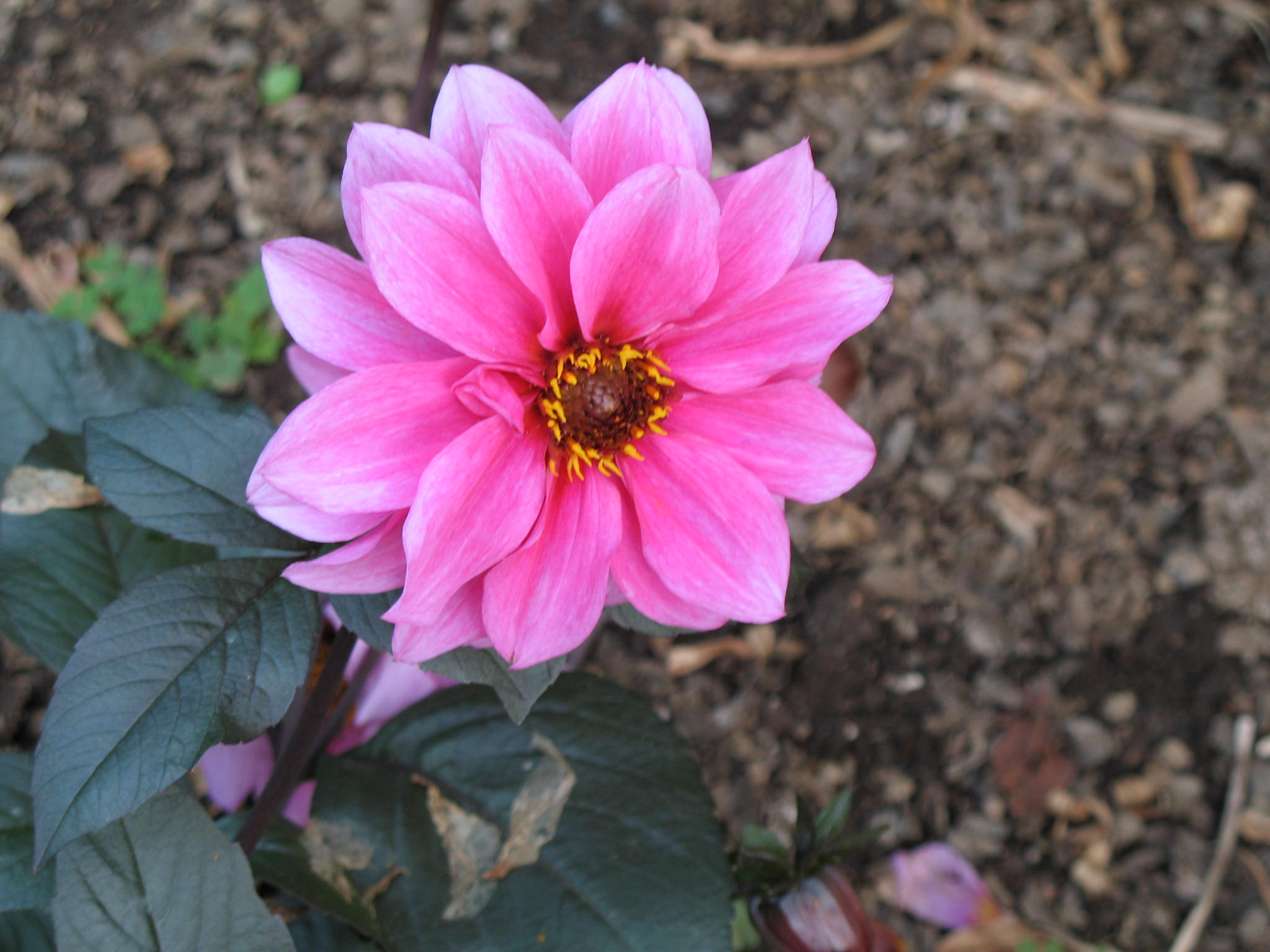 Dahlia hybrida / Dahlia hybrida