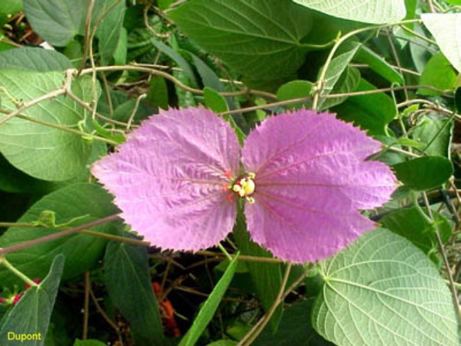 Dalechampia dioscoreifolia / Purple Wings