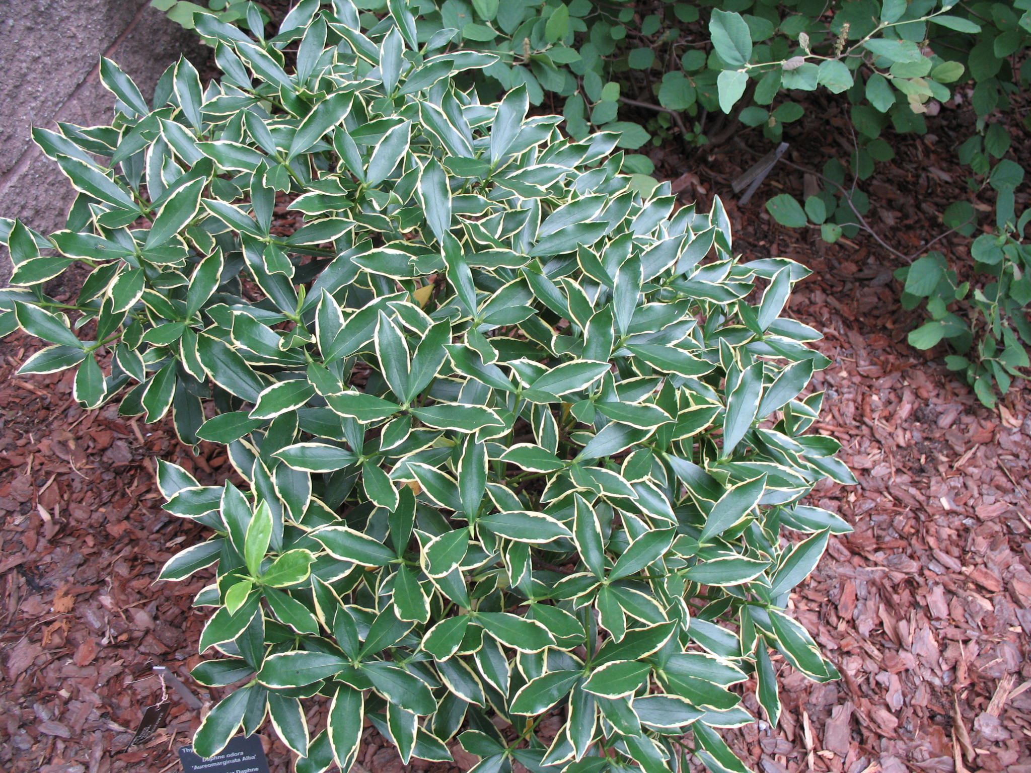 Daphne odora 'Aureomarginata Alba'  / White Winter Daphne